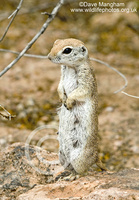 : Spermophilus tereticaudus; Round-tailed Ground Squirrel