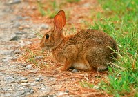 : Sylvilagus floridanus; Eastern Cottontail