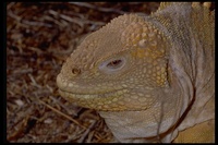 : Conolophus subscristatus; Galapagos Land Iguana