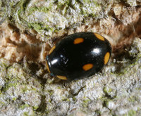 : Hyperaspis sp.; Lady Beetle