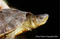 : Heosemys leytensis; Philippine Pond Turtle