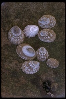 : Collisella sp.; Limpets