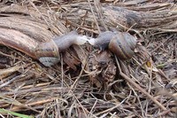 : Helminthoglypta walkeriana; Morro Shoulderband Snail