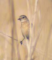 Hodgson’s Bushchat (Saxicola insignis) 2005. január 10. Corbett Tiger Reserve (Dhikala)