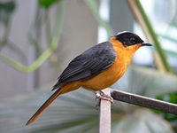 wilgowiec czarnogłowy Hypergerus atriceps