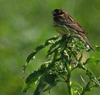 Yellow-breasted Buntings breed on Hokkaido, Japan