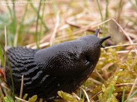 Iberisk skovsnegl (dræbersnegl) (Arion lusitanicus)