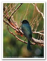 Asian Drongo Cuckoo [Surniculus lugubris]