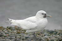 Ivory Gull (Gambell)