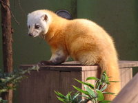 ホンドテン （学名 ： Martes melampus　　英名 ： Japanese marten）