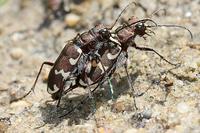 Cicindela sylvicola