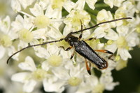 Callimus femoratus