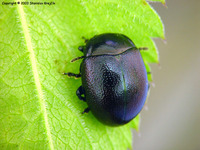 Chrysolina purpurascens