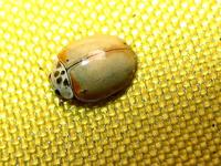 Harmonia quadripunctata var. sordida