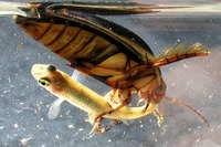 Dytiscus marginalis - Great Diving Beetle