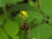 Nemophora degeerella