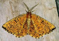Angerona prunaria - Orange Moth