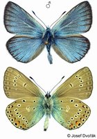 Polyommatus amandus - Amandas Blue