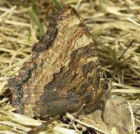 Nymphalis polychloros - Large Tortoiseshell