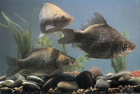 Carassius carassius, Crucian carp: fisheries, aquaculture, gamefish, aquarium, bait