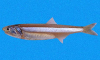Anchoa ischana, Gulf of California slender anchovy: fisheries