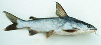 Arius maculatus, Spotted catfish: fisheries