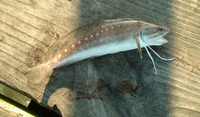 Urophycis floridana, Southern codling: fisheries