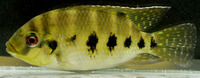 Tilapia mariae, Spotted tilapia: aquarium