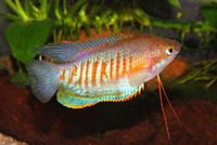 Colisa labiosus, Thick lipped gourami: aquarium