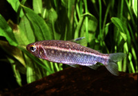 Arnoldichthys spilopterus, Niger tetra: aquarium