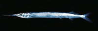 Hyporhamphus acutus pacificus, Acute halfbeak: