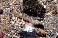 Wheelerigobius maltzani, :