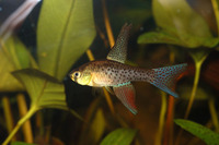 Terranatos dolichopterus, Saberfin killie: aquarium