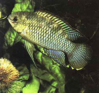 Laetacara curviceps, Flag acara: aquarium