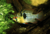 Mikrogeophagus ramirezi, Ram cichlid: aquarium