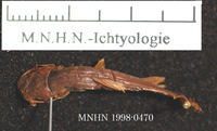 Paramphilius teugelsi, :