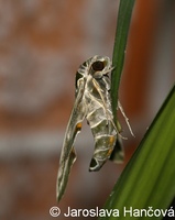 Daphnis hypothous