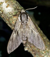 Sphinx pinastri - Pine Hawk-moth