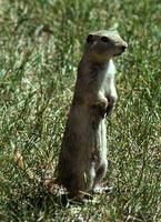 Image of: Cynomys ludovicianus (black-tailed prairie dog)