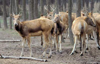 Image of: Elaphurus davidianus (Pere David's deer)