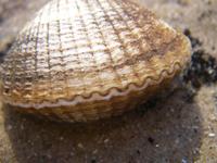 Cerastoderma edule - Common Cockle