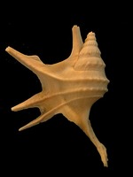 Aporrhais serresianus