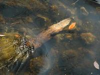 Image of: Lontra canadensis (northern river otter)