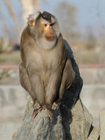 Image of: Macaca nemestrina (pigtail macaque)