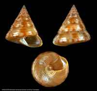 Calliostoma lusitanicum