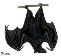 Image of: Pteropus alecto (black flying fox)