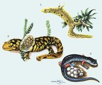 Image of: Caudata (salamanders)