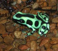 Image of: Dendrobates auratus (green and black poison dart frog)
