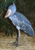 Balaeniceps rex - Shoebill