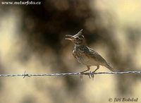 Galerida cristata - Crested Lark